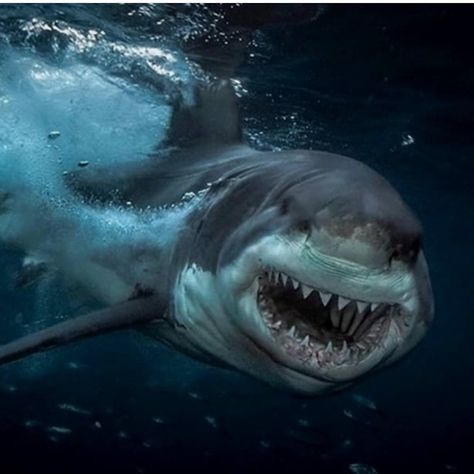 @sharkworld786 on Instagram: “😍🔥🔥” Shark Megalodon, Sharks Scary, Shark Facts, Shark Photos, Cool Sharks, Shark Pictures, Shark Jaws, Big Shark, Foto Top