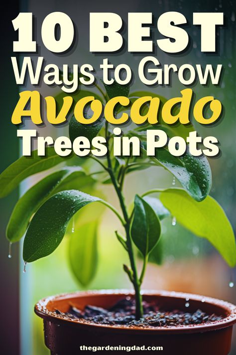 How To Start An Avacodo Tree, Diy Avocado Plant, Growing Avocado Trees In Pots, Avocado Tree Care, Avocado Plant From Seed, Growing Avocado, Avocado Seed Growing, Plant Grafting, Trees In Pots