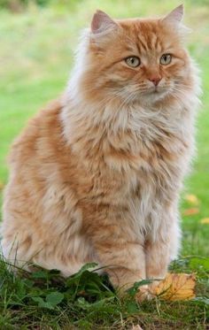 Siberian Cat, Orange Tabby Cats, Cute Kitties, Orange Cats, Kitty Love, Ginger Cats, Here Kitty Kitty, Domestic Cat, Cute Cats And Kittens