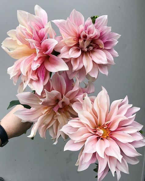 Botanical Photography, Door Display, Bridal Bouquet Pink, Cut Flower Garden, Flower Therapy, Arte Inspo, Dahlia Flower, Watercolor Flower, Flower Farm