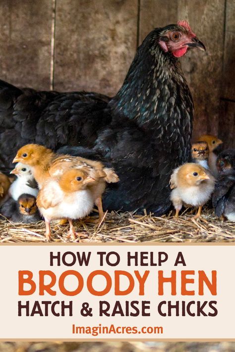 A broody hen is an ideal way to hatch eggs and raise baby chicks naturally. The broody hen will do all the work for you, and her success rate will be higher than yours. Use these tips to help a broody hen hatch eggs the next time you want to increase your flock of backyard chickens. Broody Hen, Barred Rock, Hatching Chickens, Baby Chicks Raising, Raising Chicks, Chicken Keeping, Hatching Chicks, Raising Backyard Chickens, Large Dog Crate