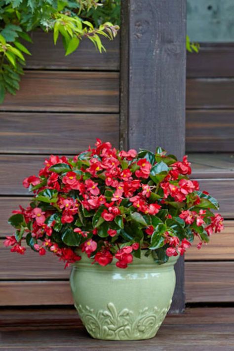 Бегония Zuppa Toscana Soup Olive Garden, Cheap Landscaping Ideas, Pasta Fagioli, Porch Flowers, Backyard Shade, Container Gardening Flowers, Shade Flowers, Garden Containers, Container Flowers