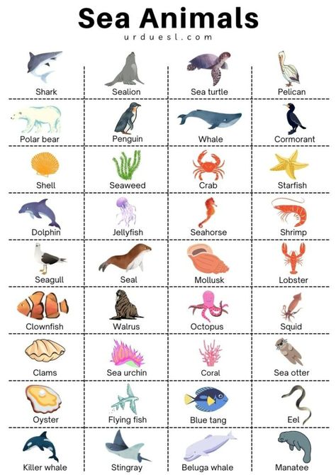 List of 85+ Sea and Aquatic Animal Names with Pictures Different Types Of Sea Animals, Aquatic Animals Worksheets, Aquatic Animals Drawing, Water Animals Drawing, Sea Animals Poster, Sea Names, Animals Name With Picture, Sea Animals Drawing, Animals Name In English