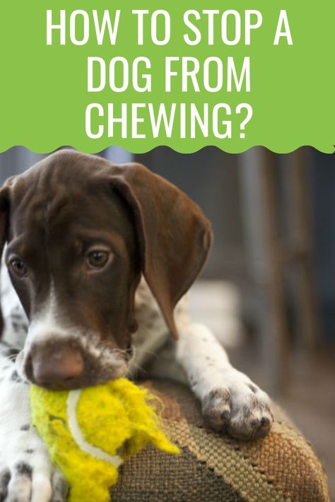 How do you stop a dog from chewing? Learn how to prevent and stop this annoying habit in our article. #dog #dogs #dogbehavior #chewing Dog Chewing Stop, How To Stop Dogs From Digging, How To Stop Dogs From Barking, Stop Dog From Chewing Everything, How To Stop My Dog From Barking, Stop Dog Chewing, Excited Dog, Pet Care Tips, Boy Dog