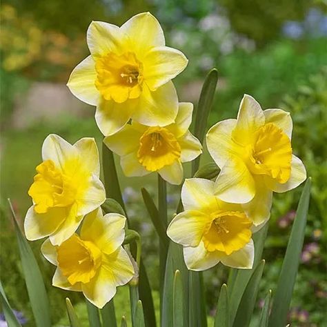 Welsh Daffodils, Pink Daffodils, Midwest Gardening, Different Kinds Of Flowers, Expensive Flowers, 귀여운 음식 그림, Poetry Month, Garden Beautiful, Yellow Daffodils