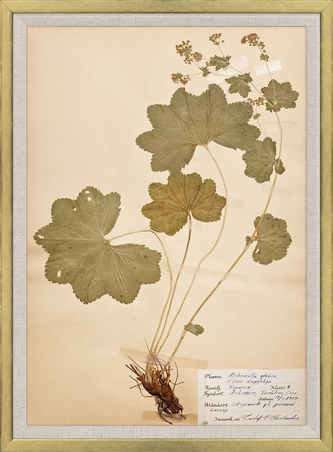 <div data-content-type="html" data-appearance="default" data-element="main">This collection is made up of reproductions of the finest pressed Swedish herbariums collected from pressings that date back from 1930-1950.</div> Herbarium Aesthetic, Acrylic Box Frame, Herbarium Art, Nature Forms, Flower Pressing, Pressed Botanicals, Pressed Flower Crafts, Flower Silhouette, Seed Pack