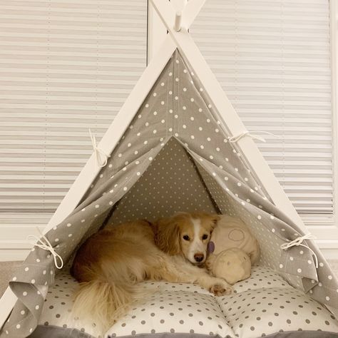 #kokoni #doglovers #teepee #tent #dogbed Dog Room Design, Blonde Dog, Dog Teepee, Dog Bedroom, Pet Teepee, Dog Tent, Dogs Stuff, Pet Area, Tee Pee