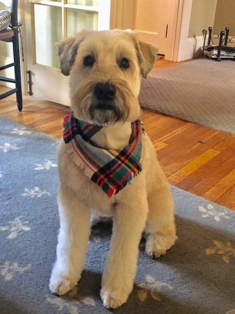 Terrier Dog Haircut, Whoodle Haircuts, Westie Haircut Hairstyles, Teddy Haircut, Wheaton Terrier Haircut, Wheaten Terrier Haircut Short, Dog Mohawk, Wheaten Terrier Haircut, Whoodle Dog