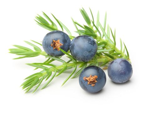 Juniper berries isolated. On white background , #Affiliate, #berries, #Juniper, #isolated, #background, #white #ad Juniper Bush, Juniper Oil, Juniper Essential Oil, Juniper Berry Essential Oil, Juniperus Communis, Essential Oil Distiller, Diy Cleaning Products Recipes, Natural Aromatherapy, Juniper Berry