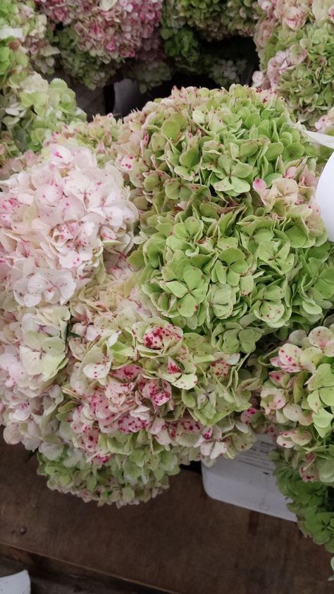 Hortensia's ... Antique Hydrangea, Hydrangea Cottage, Hydrangea Pink, Flowers Hydrangea, Hydrangea Garden, Green Hydrangea, Yay Or Nay, White Gardens, Hydrangea Flower