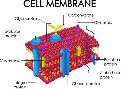 Cell Membrane Diagram, Animal Cell Functions, Structure Of Cell, Medical Cartoon, Cell Membrane Structure, Membran Sel, Passive Transport, Human Cell, Animal Pictures For Kids