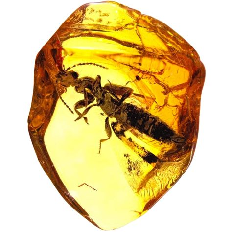 Copal vs Amber - The Similarities and Differences (With Photos) Raw Amber Stone, Hunting Guide, Gem Mining, Similarities And Differences, Ancient Forest, Amber Stone, Rock Hounding, Petrified Wood, Gems And Minerals