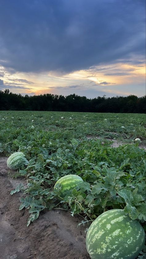 Watermelon Picking, Watermelon Farming, Home Greenhouse, Farm Lifestyle, Farm Photography, Camping Aesthetic, Nature Drawing, Sun Set, Fruit Garden