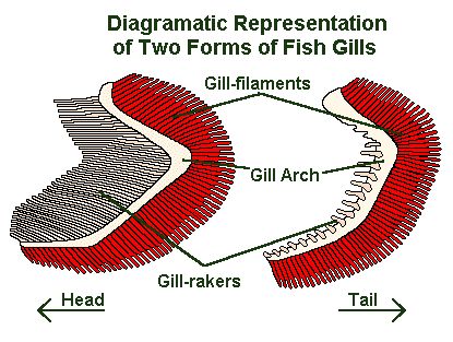 Fish Gills Drawing, Fantasy Anatomy, Fish Gills, Biology Diagrams, Diy Stock Tank, Blacken Fish, Science Drawing, Stem Ideas, Biology Labs