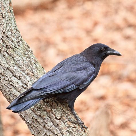 American Crow | Audubon Field Guide