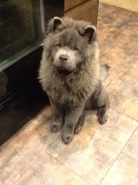 Blue chow chow puppy :) #chowchow, #chow Chow Chow Blue, Blue Chow Chow, Chow Puppies, Chow Puppy, Chow Chow Puppy, Chow Chow Dogs, Lion Dog, Dog Mixes, Puppy Chow