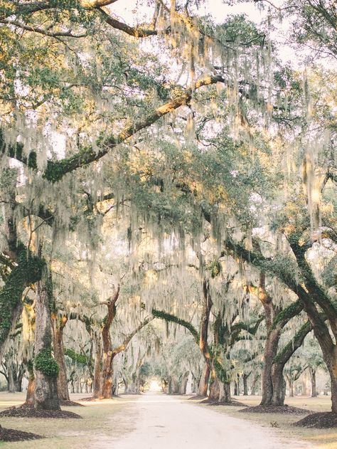 Fenwick Hall in South Carolina Wedding Venues South Carolina, South Carolina Art, Summertime Wedding, Charleston Wedding Venues, Stunning Wedding Venues, Lowcountry Wedding, South Carolina Wedding, Real Weddings Photos, Spanish Moss