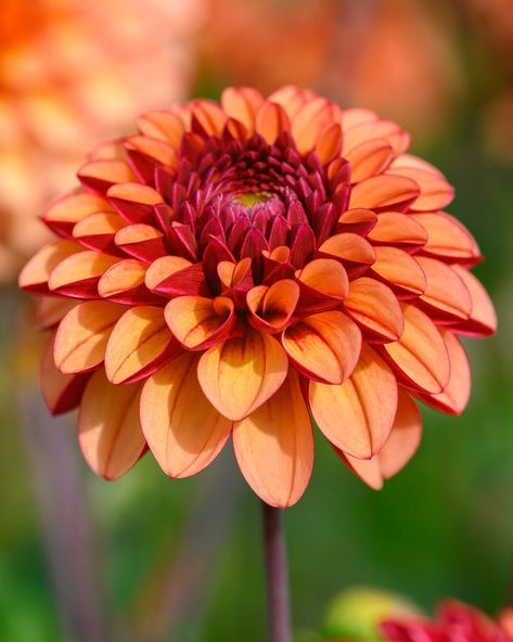 Allotment Flowers, Farmer Gracy, Ball Dahlia, Summer Bulbs, Plant Spacing, Pitch Black, High Fidelity, Bulb Flowers, Planting Bulbs