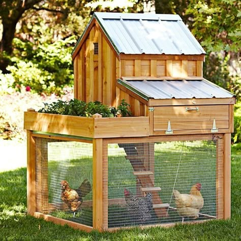 Reban Ayam, Design Interior Modern, Small Chicken Coops, Portable Chicken Coop, Chicken Coop Run, Coop Design, Best Chicken Coop, Chicken Coop Designs, Chicken Coop Ideas