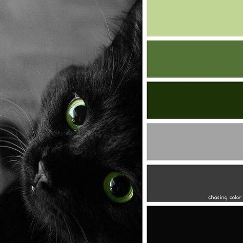 Shades Of A Green-Eyed Black Cat (Photo Credit • hubpages.com/holidays/the-lore-of-the-black-cat) #chasingcolor #colorthemes #colorful #color #palette #colorpalette #shades #tones #hues #colorinspiration #inspiration #creative #art #photography #design #theme #cat #kitty #kitten #blackcat #greeneyes #green #beautiful #animal Black Cat Photo, Colorful Color Palette, Cats Black, Cat Products, Black Photography, Design Theme, Design Seeds, Color Palette Design, Color Studies