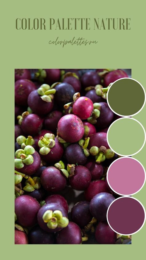 Purple-pink and green hues in the mangosteen photo. #purple #pink #green #colorpalette #naturalcolors #mangosteen #plantfruit #exotic #colortype #HEXcolorcode Army Green And Pink Color Palette, Peach Purple Green Color Palette, Pink Green Purple Color Scheme, Green And Purple Color Scheme, Pink Purple Green Color Palette, Purple And Green Kitchen, Purple And Green Palette, Purple Green Aesthetic, Jewel Tone Decor