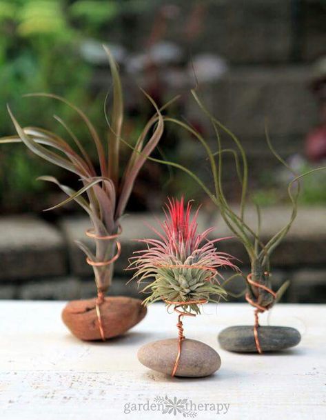 Air Plants Diy, Air Plant Garden, Tanaman Air, Northwest Flowers, Air Plants Decor, Air Plants Care, نباتات منزلية, Air Plant Display, Garden Show