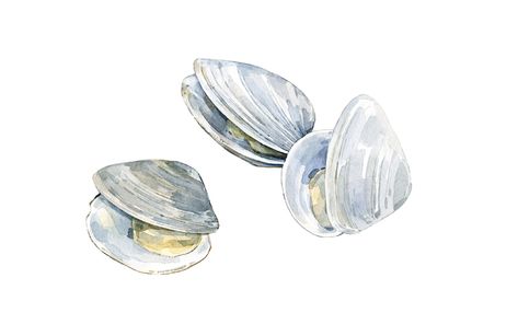 Clams Food Tattoo, Mental Healthcare, Sea Life Wall Art, Sea Treasure, Watercolor Food, Watercolor Fish, Watercolor Ocean, Painted Shells, Oyster Bar