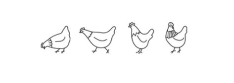 Small Farm Animal Tattoos, Chicken Minimalist Tattoo, Dainty Chicken Tattoo, Chicken Line Tattoo, Chicken Tattoo Ideas Simple, Simple Chicken Tattoo, Chicken Line Drawing, Simple Chicken Drawing, Chicken Line Art