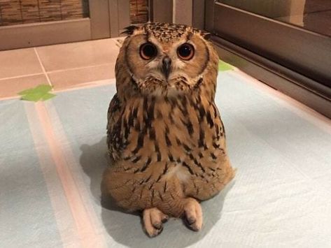 Owl Meme, Baby Barn Owl, Eurasian Eagle Owl, Saw Whet Owl, Funny Artwork, Long Eared Owl, Barred Owl, Owl Eyes, Do Cute