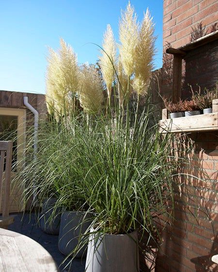 Pampas Grass Sea Grass In Planters, Pampas Garden Ideas, Pampas Grass In Garden, Pampas Grass Backyard, Potted Ornamental Grasses, Container Plants For Privacy, Potted Grasses On Patio, Pampas Grass Garden Landscaping, Pampas Grass Privacy Fence