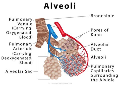 www.therespiratorysystem.com alveoli Gas Exchange, Nursing School Essential, Cellular Respiration, Basic Anatomy And Physiology, Nurse Study Notes, Chronic Obstructive Pulmonary Disease, Medical School Studying, Pulmonary Disease, Respiratory Infection