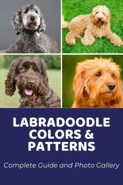 Guide to Labradoodle Names: Choosing The Perfect Name For Your Puppy - Doodle Doods Parti Labradoodle, Labradoodle Colors, Labradoodle Pictures, Red Labradoodle, Labradoodle Haircut, Brown Labradoodle, White Labradoodle, Rarest Colors, Golden Labradoodle