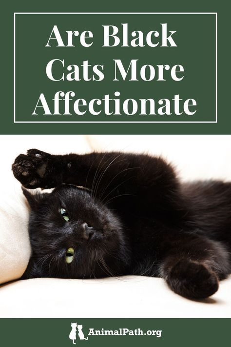 Are black cats more affectionate? Find out the surprising facts you should know. Black Cat Facts Truths, Black Cat Behavior, Black Cat Personality, Black Tabby Cat, Black Cat Meaning, Cat Behavior Chart, Black Cat Quotes, Cat Behavior Facts, Cat Behavior Problems