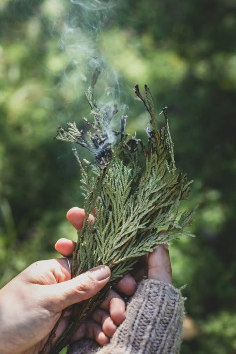 Herbalist Moodboard, Natural Medicine Aesthetic, Smudging Aesthetic, Burning Sage Aesthetic, Cleansing Aesthetic, Smell Aesthetic, Shaman Aesthetic, Forest Medicine, Nature Witch Aesthetic