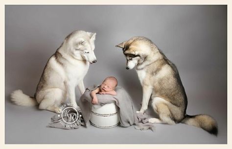 Newborn Photo Shoot Ideas, Newborn And Dog, Newborn Photos Boy, Newborn Photography Boy, Newborn Photo Shoot, Newborn Puppies, Baby Pictures Newborn, Newborn Family Photos, Cute Babies Photography