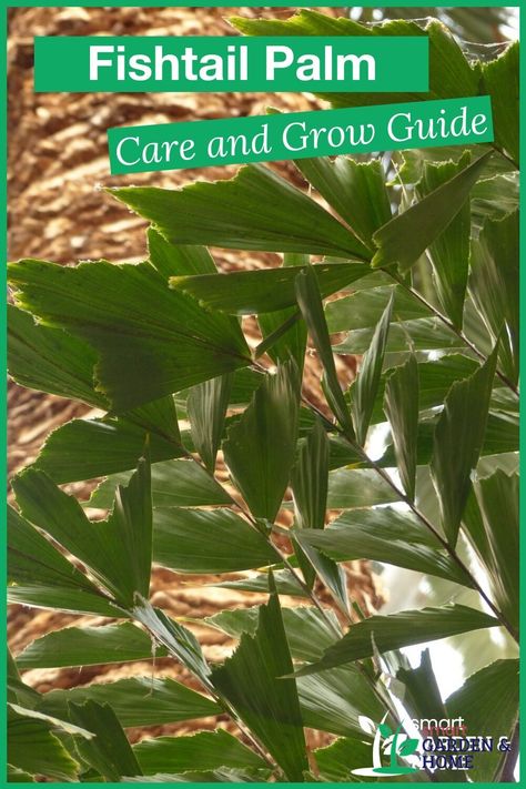 The fishtail palms are beautiful palm trees that make for great plants around the home. They are well known for their unique fishtail shaped leaves. Find out how to Take care of and grow this kind of plant. https://smartgardenhome.com/houseplants/fishtail-palm/?utm_source=pinterest&utm_medium=smartgardenhome&utm_campaign=publer #fishtailpalm Fishtail Palm Tree, Palm Tree Care, Foxtail Palm, Fishtail Palm, Indoor Palms, Fish Tales, Smart Garden, Palm Plant, Fish Tail