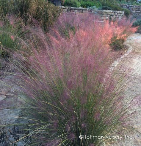 Hoffman Nursery Plants Front Door Sidewalk, North Carolina Landscaping, Decorative Grasses, Candy Crown, Muhlenbergia Capillaris, Pink Muhly, Low Water Landscaping, Water Wise Landscaping, Nursery Plants