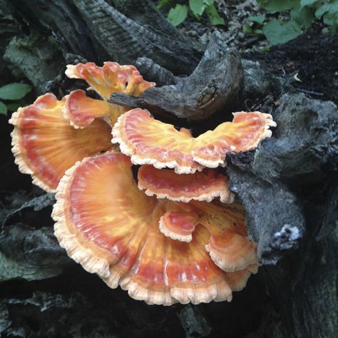 Chicken Of The Woods Mushroom, Mushroom Identification, Chicken Of The Woods, Mushroom Plant, Goth Garden, Mushroom Pictures, Cottagecore Mushroom, Plant Fungus, Mushroom Fungi