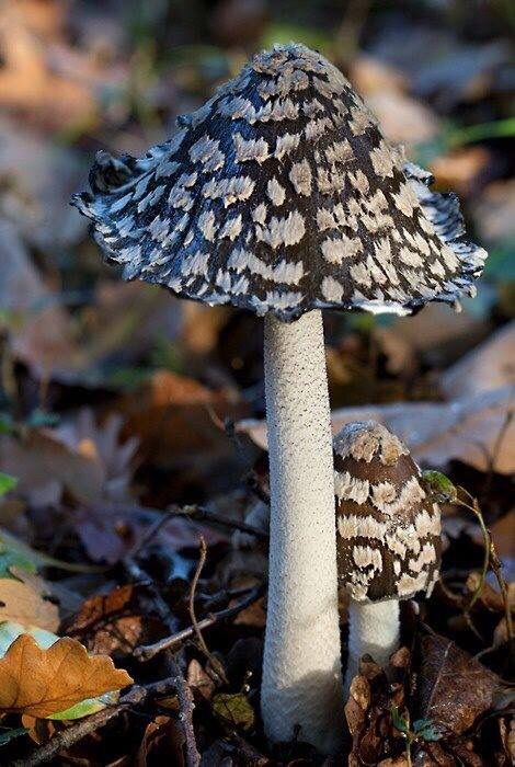 Simple Pleasures Mushroom Pictures, Lichen Moss, Slime Mould, Plant Fungus, Mushroom Fungi, Mushroom Art, Wild Mushrooms, Plant Life, In The Woods