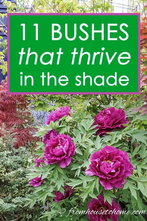 This list of bushes that thrive in the shade is AWESOME! So many beautiful flowers and they are all perennials that will look gorgeous in my garden design. #fromhousetohome #shrubs #gardenideas #shadegarden  #shadelovingshrubs #shadeplants Evergreens For Shade, Shade Loving Shrubs, Evergreen Bush, Plants Under Trees, Shade Garden Plants, Fuchsia Flowers, Shade Flowers, Shade Perennials, Longwood Gardens