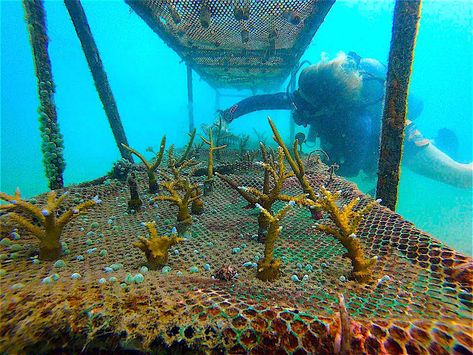 The Adopt a Coral program helps support the continued voluntary work of coral restoration, coral nursery upkeep and maintenance of the artificial reef dive site Junkyard Reef. This amazing artificial reef attracts an abundance of diverse marine life and helps to educate thousands of eco-minded scuba divers who visit it each year. Reef Nursery, Coral Reef Photography, Coral Nursery, Artificial Reef, Marine Conservation, Pub Crawl, Koh Tao, Natural Coral, Marine Biology