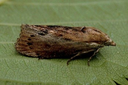 Wax Moth Galleria mellonella Wax Moth, The Moth, Bee Keeping, Great Britain, Moth, Wax, Animals