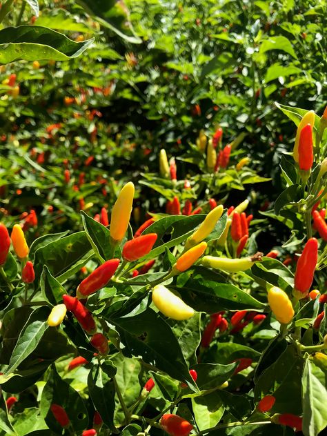 How Long do Chilli Plants live? Chilli Tree, Chilli Plant, Growing Peppers, Outdoor Gardens Landscaping, Pepper Plants, Chilli Pepper, Green Chilli, History Projects, Tropical Climate