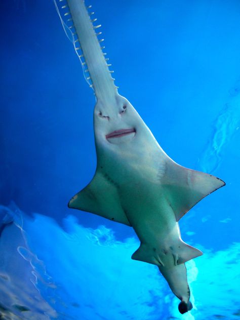 Swordfish Sawfish Shark, Saw Shark, Under The Sea Pictures, Silly Sharks, Shark Lady, Chainsaw Man Wallpaper, Sharks Scary, Ocean Projects, Ocean Friends