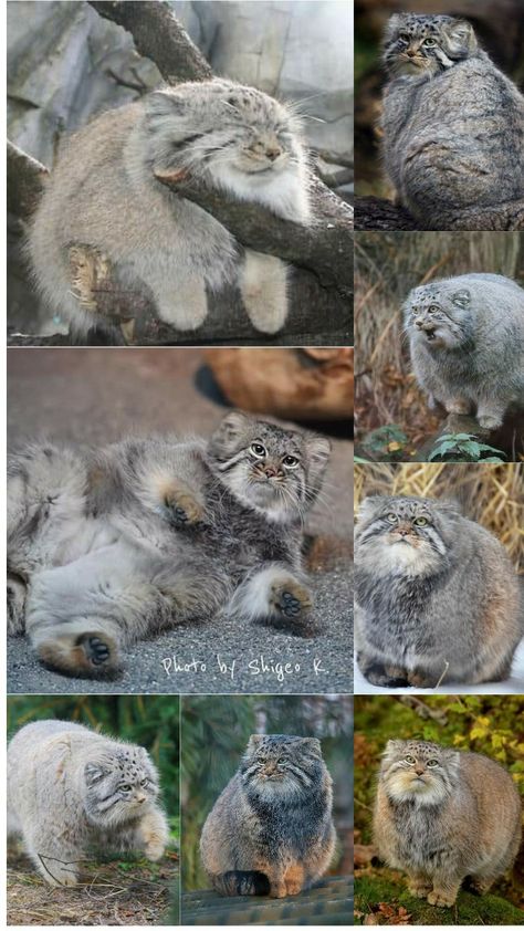 Pallas Cat Wallpaper, Pallas Cats, Pallas Cat, Cat Wallpapers, Pallas's Cat, Cat Wallpaper, Beautiful Cats, Phone Backgrounds, Cute Animals