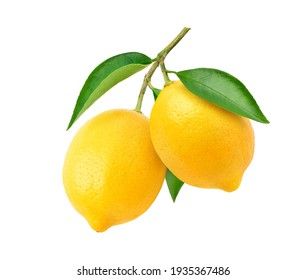 Lemon Images, Lemon Pictures, Lemon Branch, Branch Drawing, Lemon Watercolor, Lemon Painting, Lemon Art, Fruits Drawing, Fruits Photos