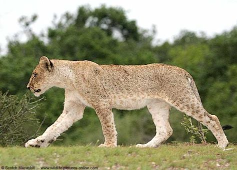 Lion Side View, Walking Side View, Lion Anatomy, Lion Walking, Zoo Coloring Pages, Lion And Lioness, Wildlife Pictures, Cat Reference, Male Lion