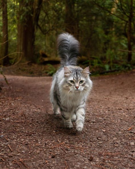 Siberian Cat, I Deserve, Cat Life, Cats Of Instagram, Instagram