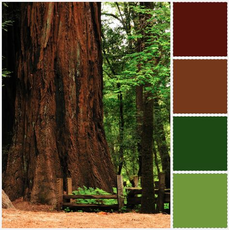 Redwood Inspired Palette Redwood Color Palette, Dryad Dnd, Forest Colour Palette, Redwood Forest Wedding, Front Door Paint Colors, Sage Green Bedroom, Door Paint Colors, Forest Color, Redwood Tree