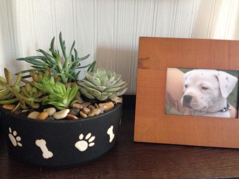 Memorial garden in doggie bowl Dog Bowl Memorial Ideas, Pet Memory Garden Ideas, Animal Memorial Ideas, Diy Cat Memorial Ideas, Dog Memorial Garden, Pet Bowl Memorial, Dog Bowl Remembrance, Garden Pet Memorial Ideas, Dog Dish Memorial Planter